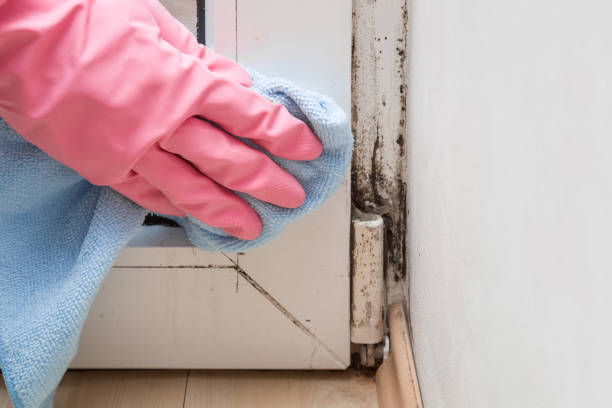 Best Preventive Mold Services in Eagle Grove, IA